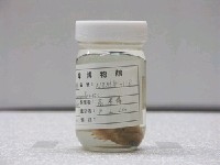 藏品(孟加拉豆娘魚)的圖片